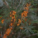 Havtorn – nordens alsidige bærbusk