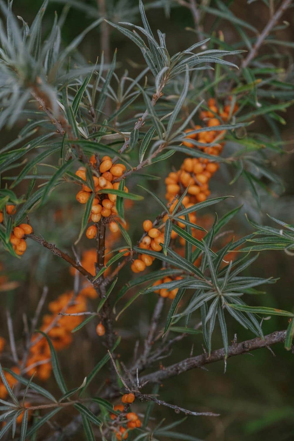 Havtorn – nordens alsidige bærbusk